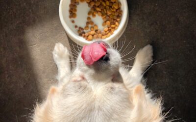 Highly Digestible Dog Food Options for Sensitive Stomachs