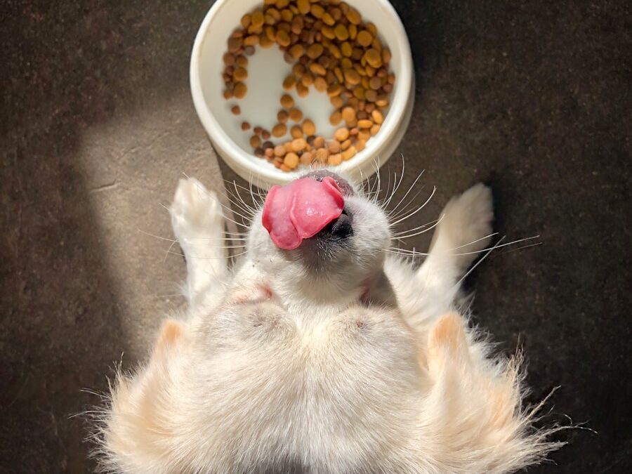 Highly Digestible Dog Food Options for Sensitive Stomachs