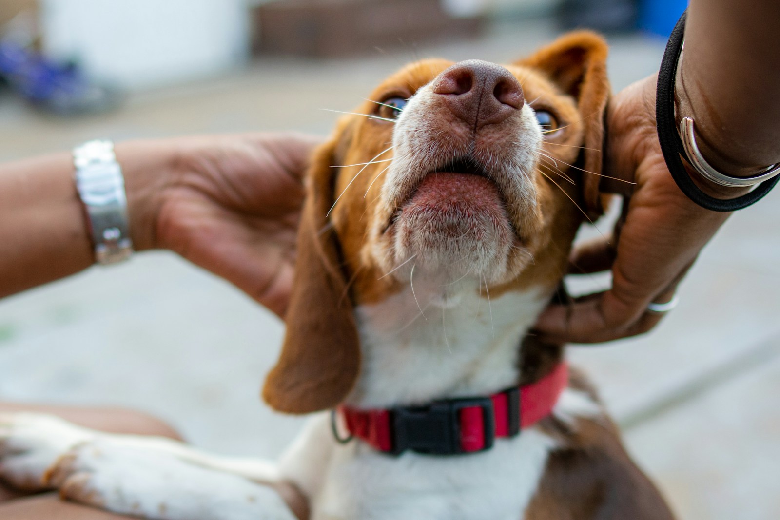 how to get rid of ear mites in dogs