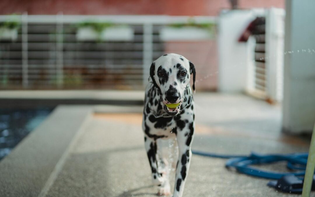 Indoor Dog Park Safety Tips for Hot Summer Days