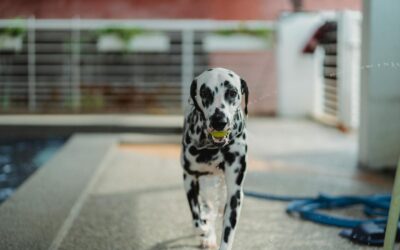 Indoor Dog Park Safety Tips for Hot Summer Days