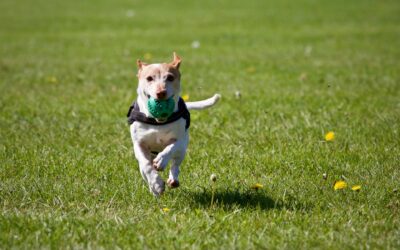 Dog Training Programs in Arlington, VA: Real-World Results Through the Train for Reality Method