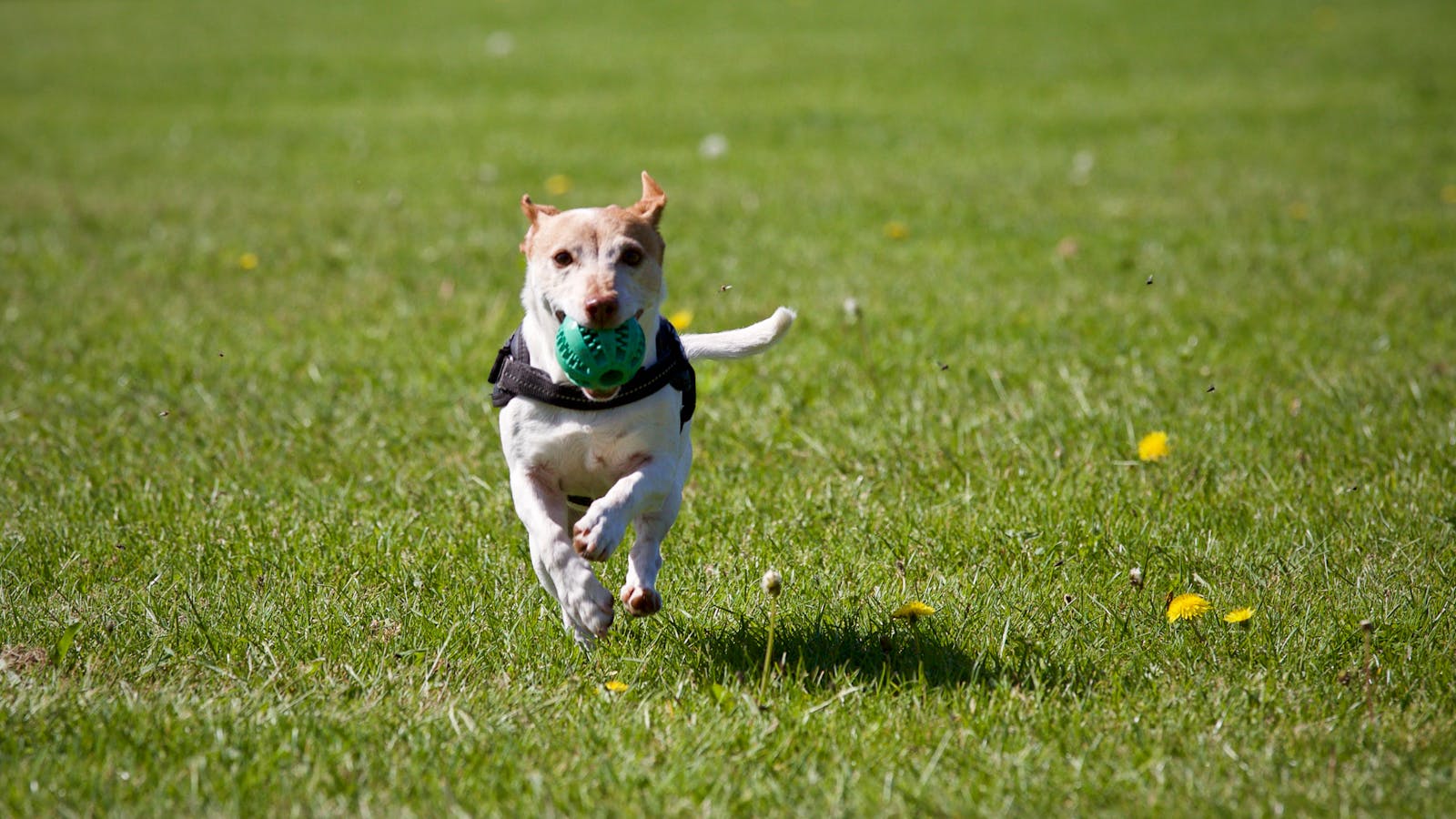 dog training programs