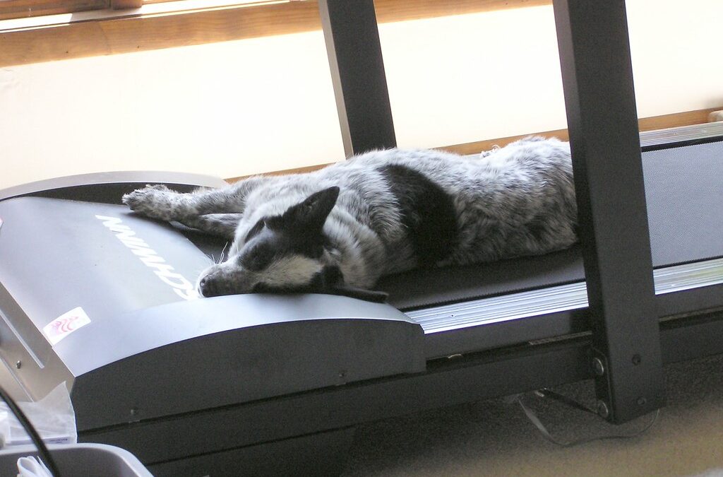 Dog Treadmill Training in Arlington, VA: Controlled Cardio for Healthier, Happier Dogs