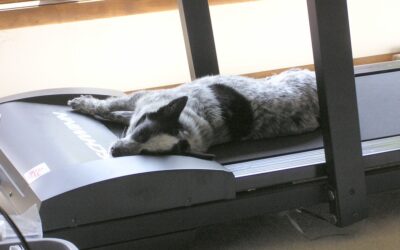 Dog Treadmill Training in Arlington, VA: Controlled Cardio for Healthier, Happier Dogs