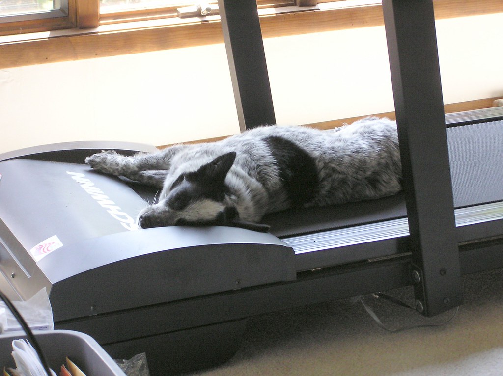 dog treadmill