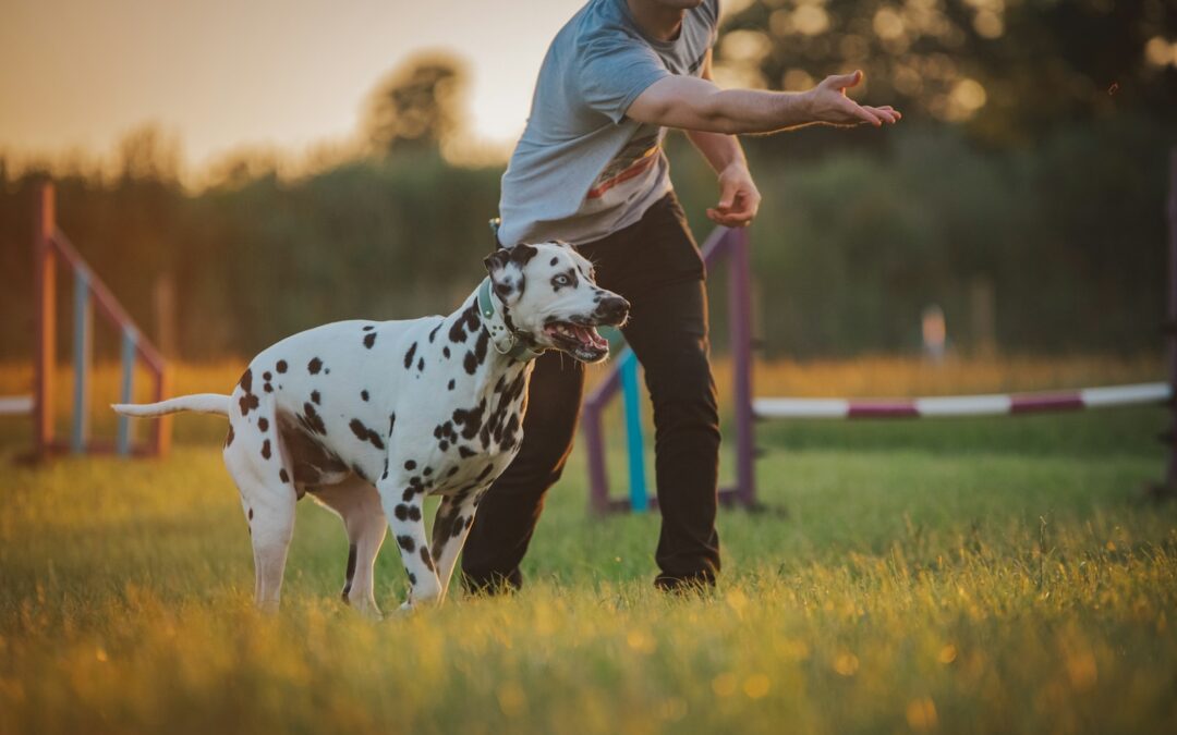 Dog Agility Course in Arlington: Why Guided Agility Builds More Than Just Speed