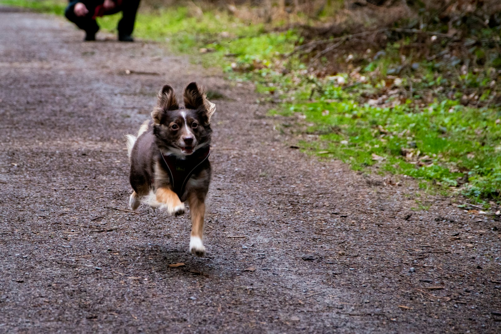 a small dog running down a dirt road