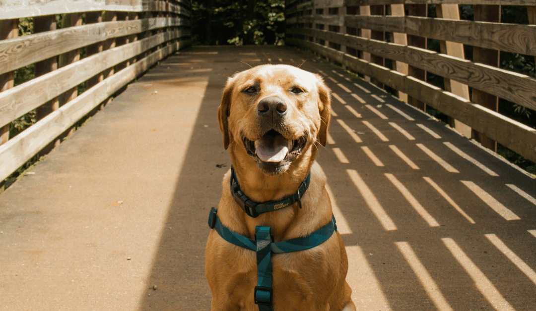 Dog Training Tips from Arlington’s Canine Cardio Experts: Building Calm Confidence Through Leadership