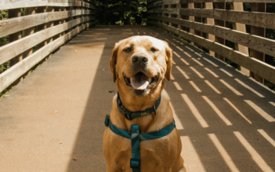 Dog Training Tips from Arlington’s Canine Cardio Experts: Building Calm Confidence Through Leadership