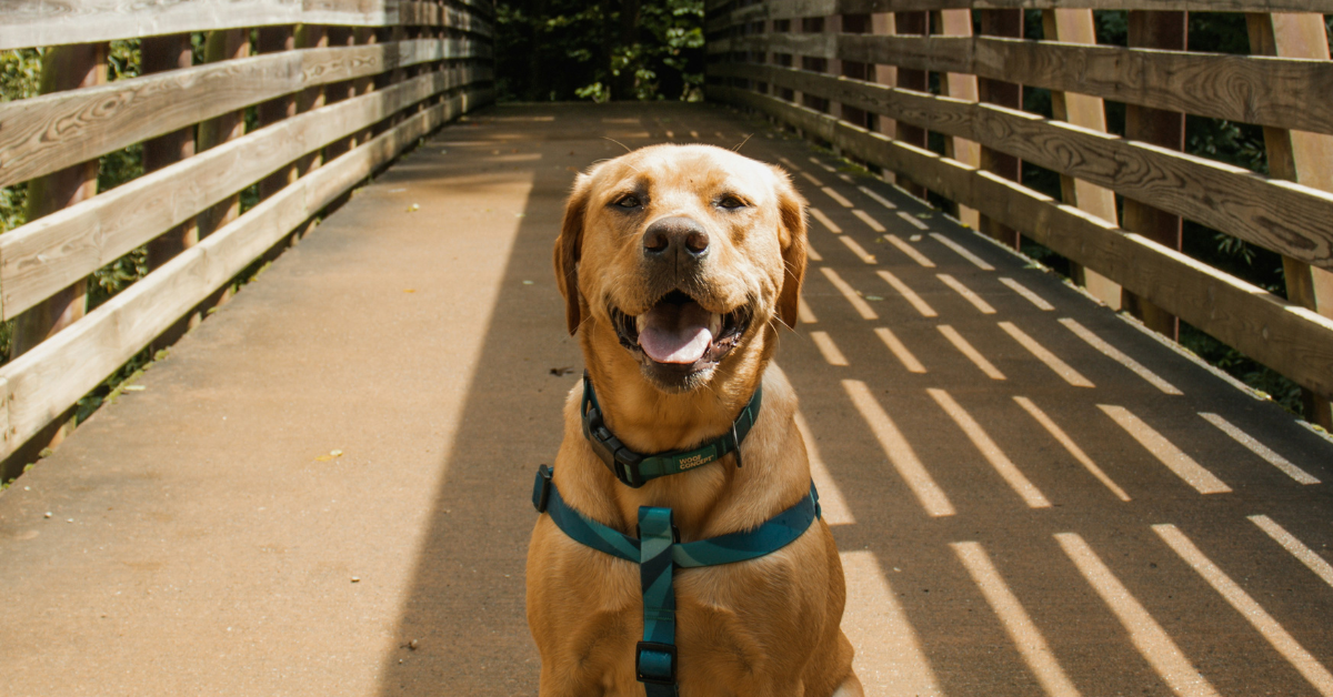 dog trainig tips
