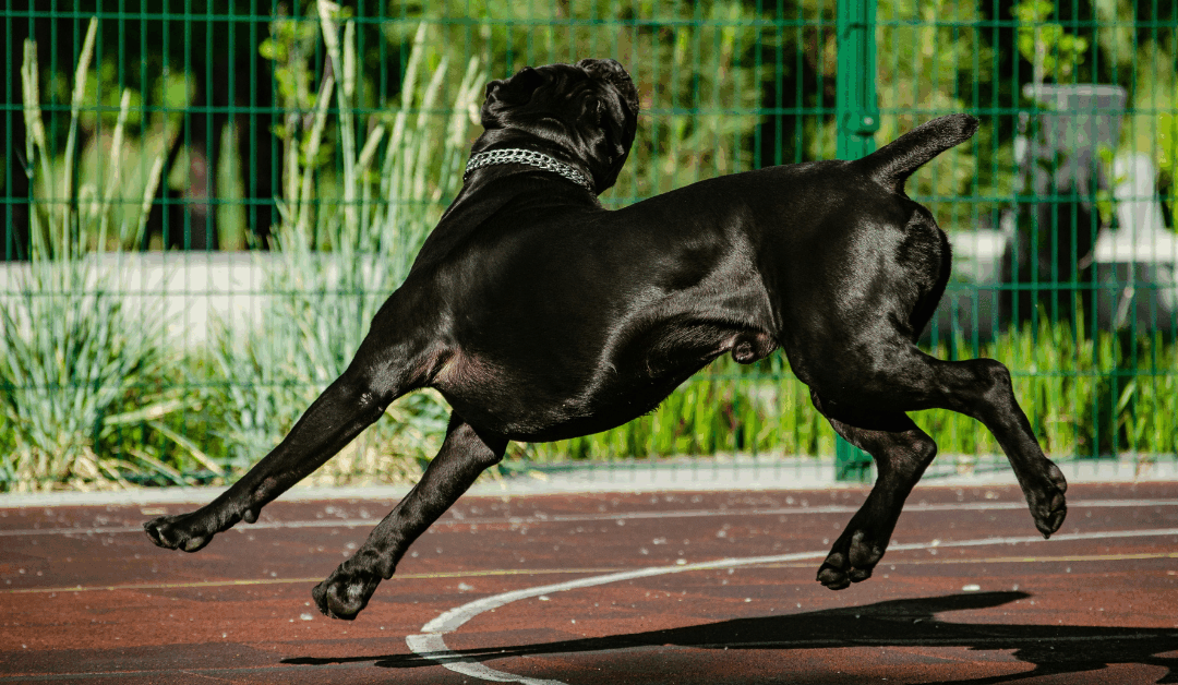 Dog Agility Training in Arlington: How Structured Challenges Build Strength and Confidence