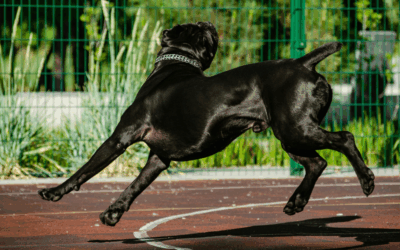 Dog Agility Training in Arlington: How Structured Challenges Build Strength and Confidence