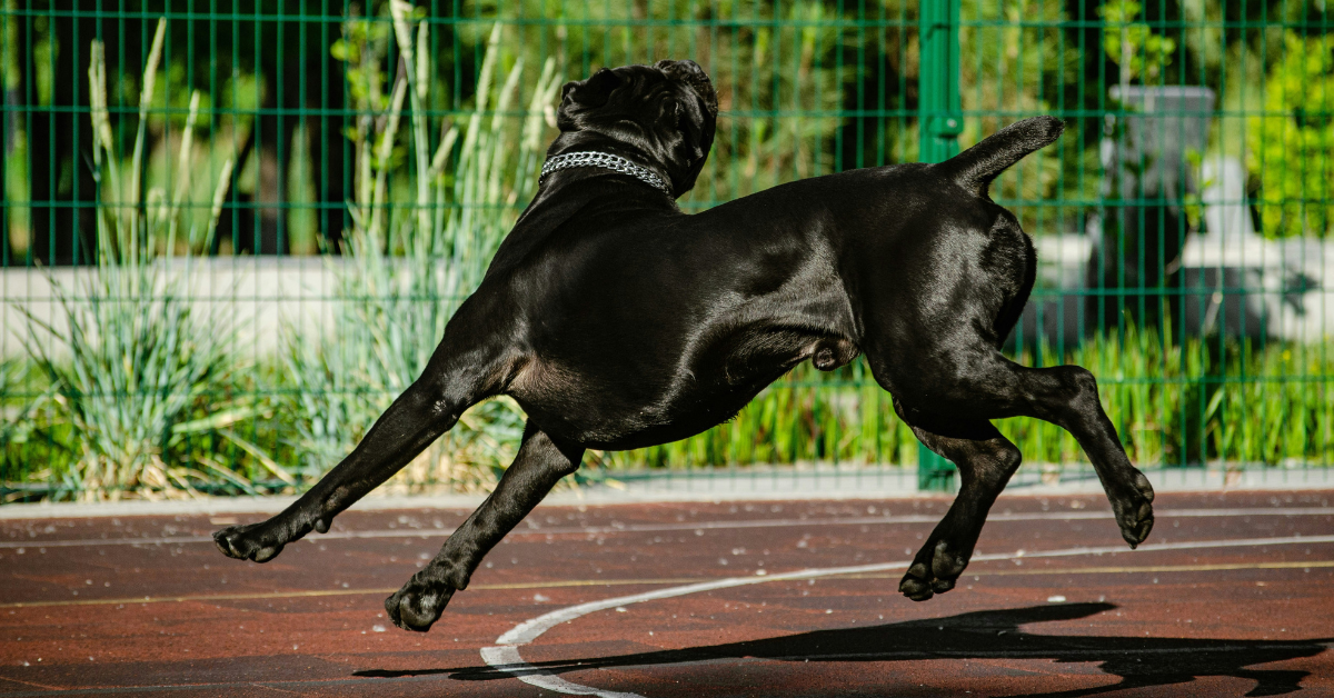 dog agility training