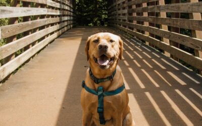 Dog Training Tips from Arlington’s Canine Cardio Experts: Building Calm Confidence Through Leadership