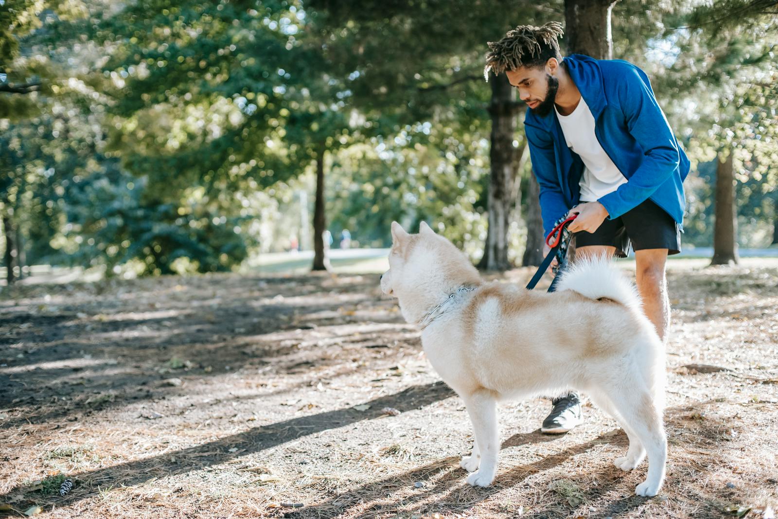 A young man teaches his Siberian Husky in a vibrant, sunlit park setting.