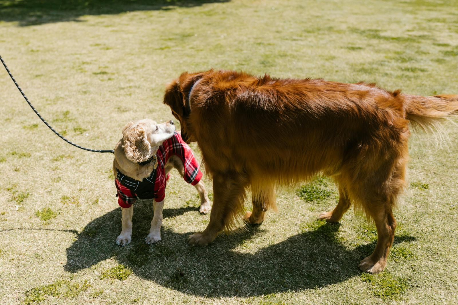 A cocker spaniel wearing a plaid outfit meets a golden retriever on a sunny outdoor lawn.