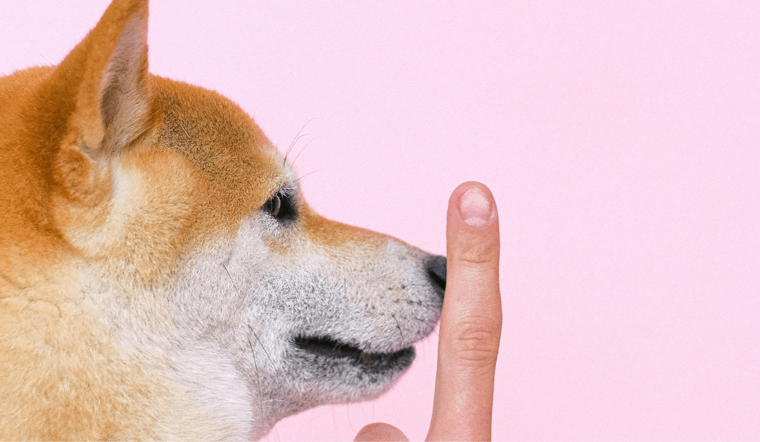 Dog Training Near Alexandria, VA: Build Confidence and Obedience That Lasts