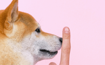 Dog Training Near Alexandria, VA: Build Confidence and Obedience That Lasts