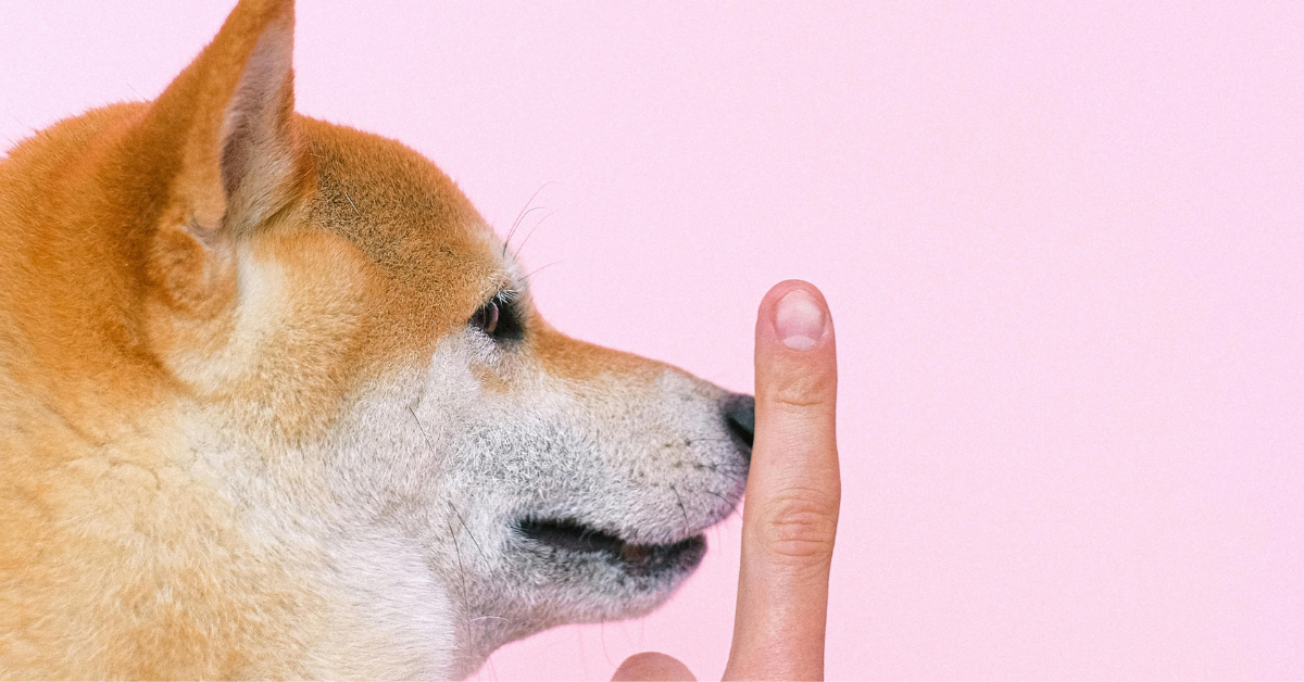 DOG TRAINING dog training near alexandria