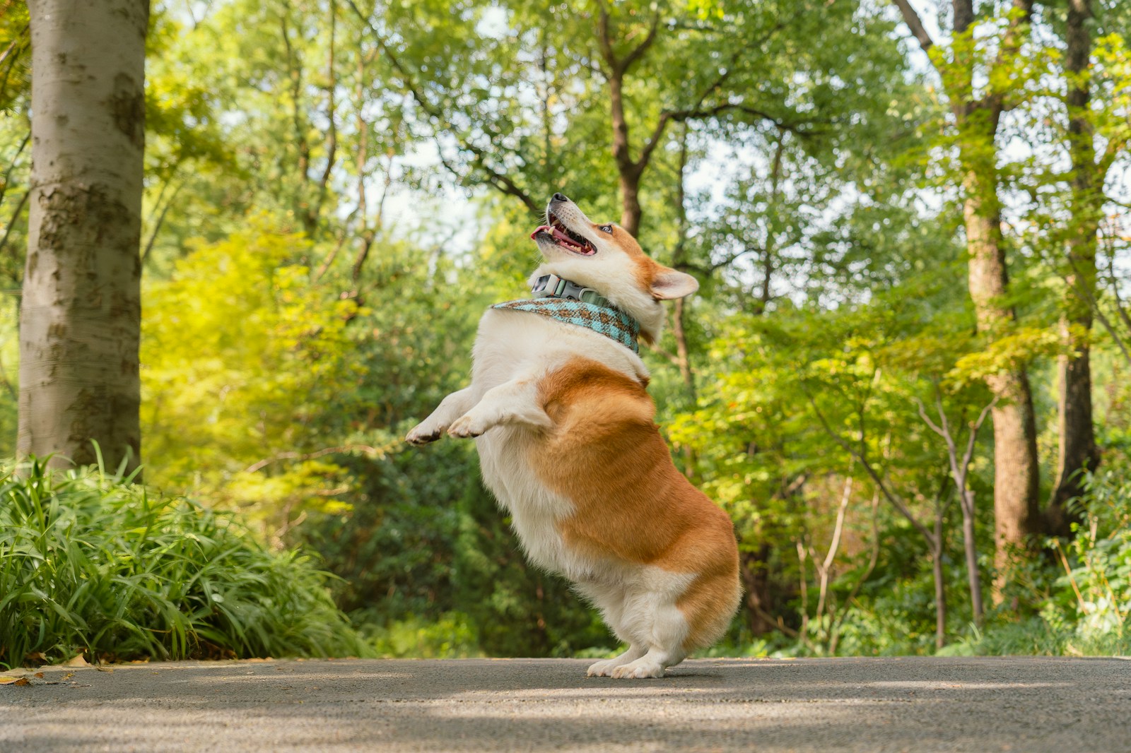 A corgi dog jumps in a park.