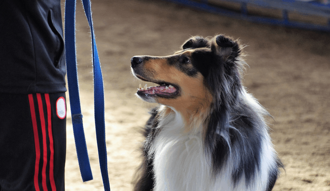 Dog Day Care in Arlington That Goes Beyond Playtime: Structure, Fitness, and Real Enrichment for Your Pup