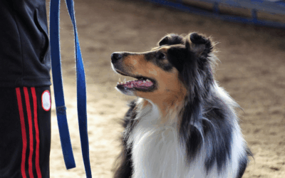 Dog Day Care in Arlington That Goes Beyond Playtime: Structure, Fitness, and Real Enrichment for Your Pup