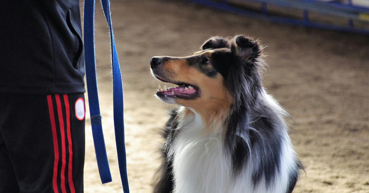 dog day care DOG DAY CARE