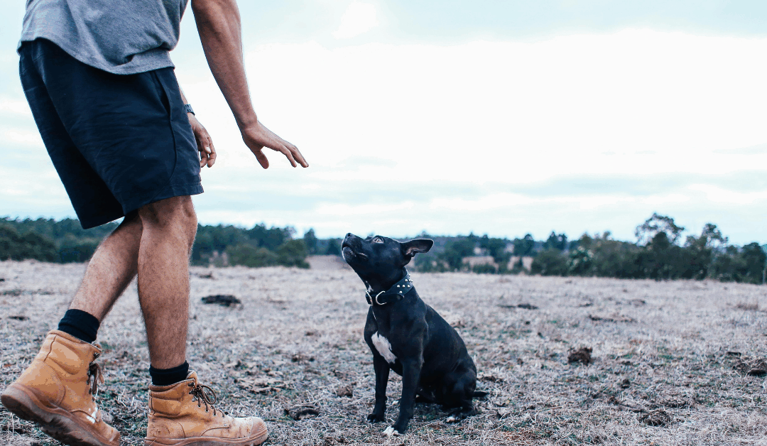 Dog Behavior Training in Arlington, VA: Transforming Chaos Into Calm with Canine Cardio’s Proven Methods