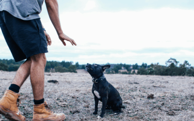 Dog Behavior Training in Arlington, VA: Transforming Chaos Into Calm with Canine Cardio’s Proven Methods