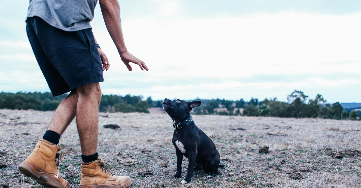 dog behavior training