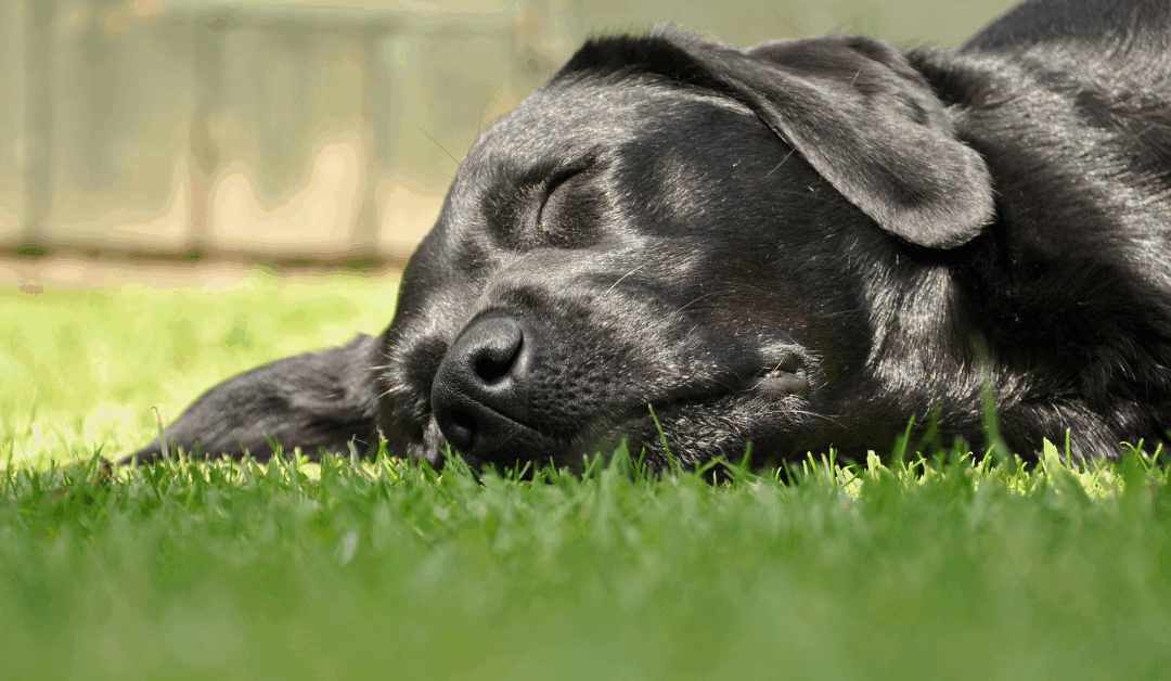 Is Your Dog Tired in Arlington, VA? | Why Exhaustion Isn’t the Same as Balance — and What Your Dog Really Needs