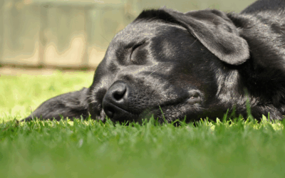 Is Your Dog Tired in Arlington, VA? | Why Exhaustion Isn’t the Same as Balance — and What Your Dog Really Needs