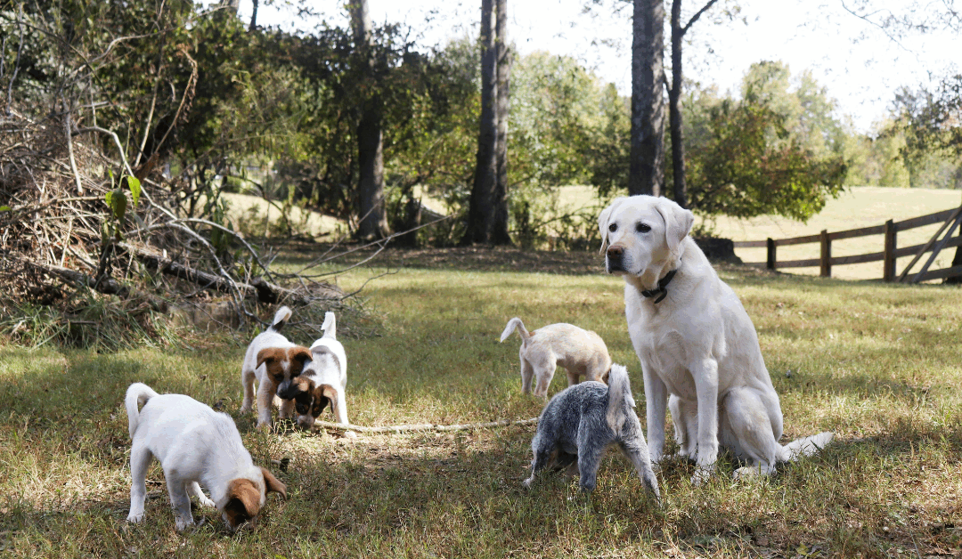 How to Socialize a Puppy in Arlington, VA: The Calm, Confident Way to Raise a Well-Balanced Dog