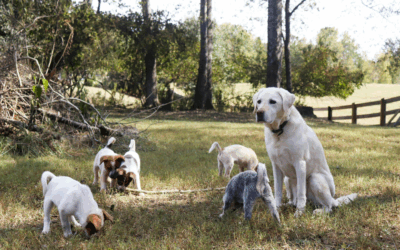 How to Socialize a Puppy in Arlington, VA: The Calm, Confident Way to Raise a Well-Balanced Dog