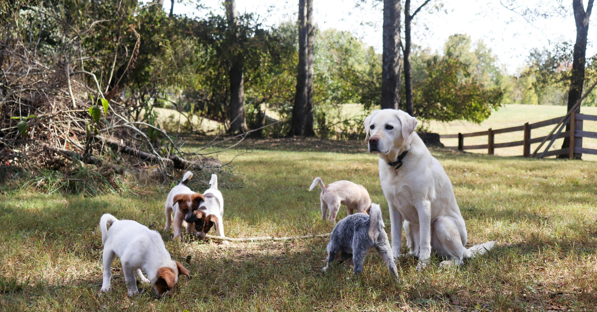how to socialize a puppy how to socialize a puppy