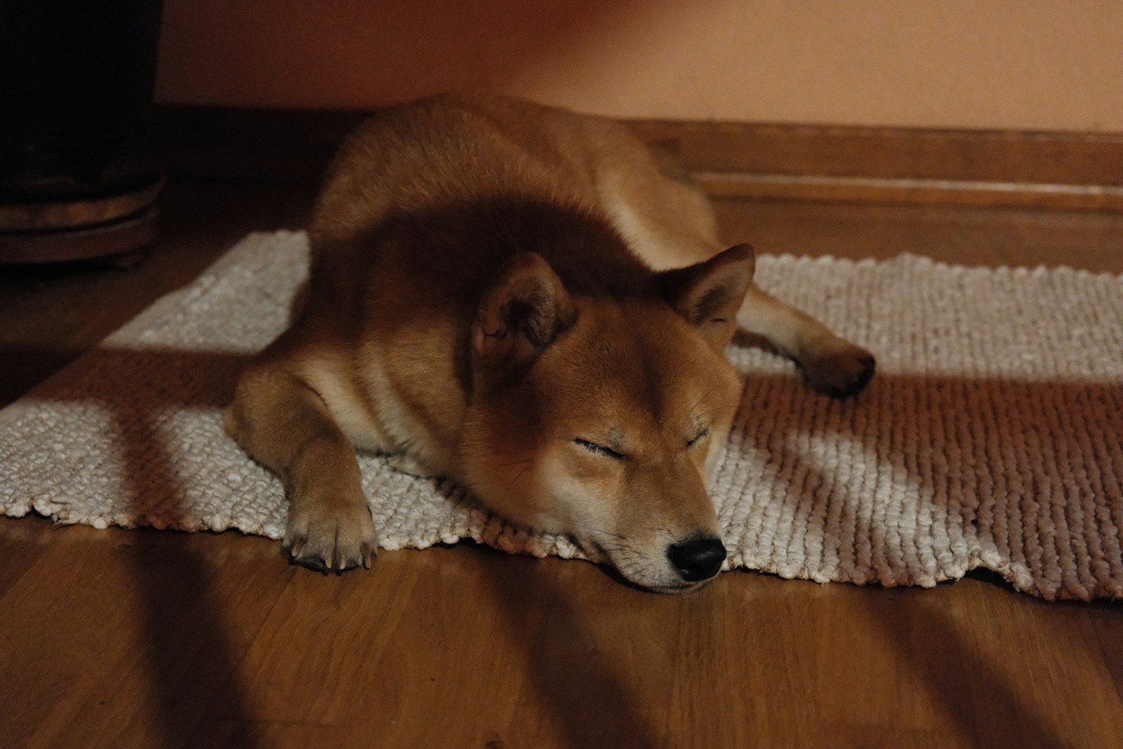 A shiba inu dog sleeping on a rug.